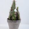 Artificial succulent 16*18*40CM Cactus In Paper Pot GS-38919024