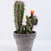 Artificial succulent 9.5*9.5*20CM Cactus In Paper Pot GS-38919025