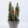 Artificial succulent 9.5*10*20CM Cactus In Paper Pot GS-38919026