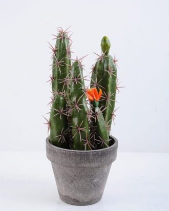Artificial succulent 9.5*10*20CM Cactus In Paper Pot GS-38919026