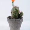 Artificial succulent 9.5*10*21CM Cactus In Paper Pot GS-38919027