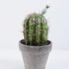 Artificial succulent 9.5*10*21CM Cactus In Paper Pot GS-38919027