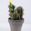 Artificial succulent 9.5*9.5*19CM Cactus In Paper Pot GS-38919028