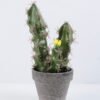 Artificial succulent 9.5*9.5*17.5CM Cactus In Paper Pot GS-38919031