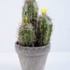 Artificial succulent 9.5*9.5*19CM Cactus In Paper Pot GS-38919033