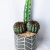 Artificial succulent 12.5*11.5*25.5CM Cactus in ceramic pot GS-45219129