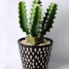 Artificial succulent 12*12*21CM Cactus in ceramic pot GS-45219130