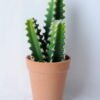 Artificial succulent 9.5*9.5*22CM Cactus in plastic pot GS-45219144