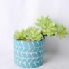 Artificial succulent 21*11.5*17CM Succulent in ceramic pot GS-45219128