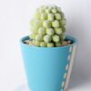 Artificial succulent 21*11.5*17CM Succulent in ceramic pot GS-45219128