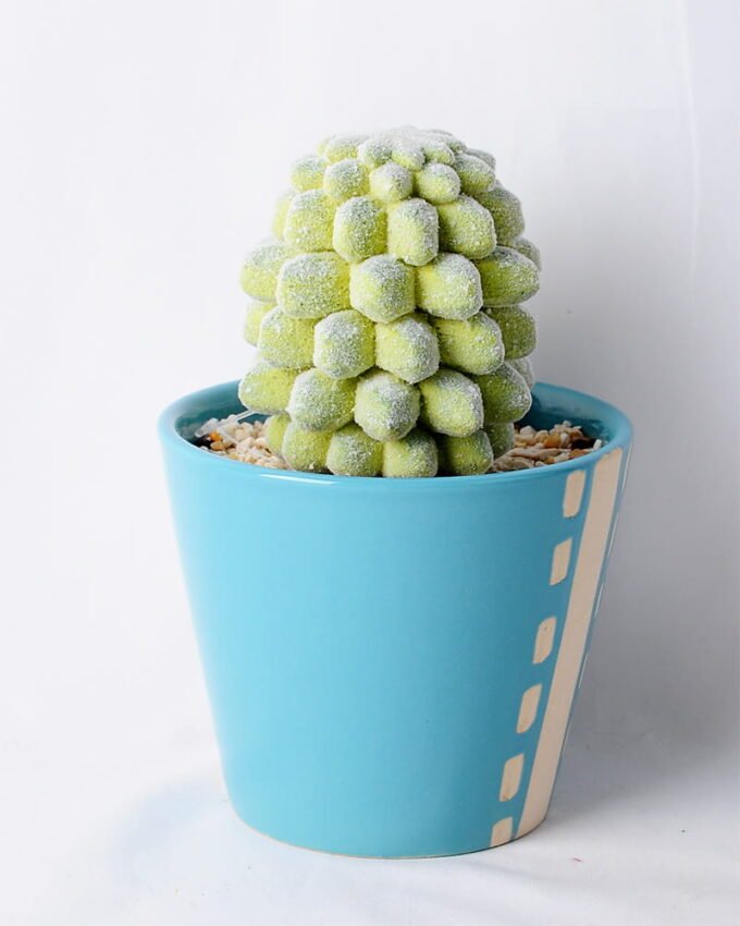 Artificial succulent 21*11.5*17CM Succulent in ceramic pot GS-45219128