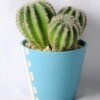 Artificial succulent 21*11.5*17CM Succulent in ceramic pot GS-45219128