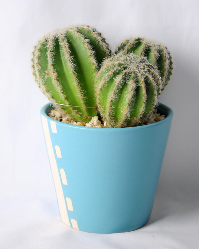 Artificial succulent 21*11.5*17CM Succulent in ceramic pot GS-45219128