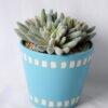 Artificial succulent 10*10*14CM Succulent in ceramic pot GS-45219133