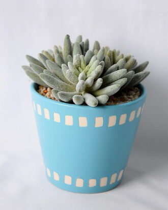 Artificial succulent 10*10*14CM Succulent in ceramic pot GS-45219133