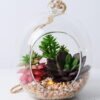 Artificial succulent 11*11*19cm succulent plants in glass pot GS-51719026 2 Artificial succulent 11*11*19cm succulent plants in glass pot GS-51719026