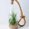 Artificial succulent 12*12*22cm succulent plants in glass pot GS-51719028