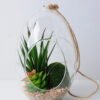 Artificial succulent 12*12*22cm succulent plants in glass pot GS-51719028