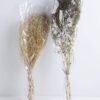 Dried Flowers Babysbreath Bush GS-56619043