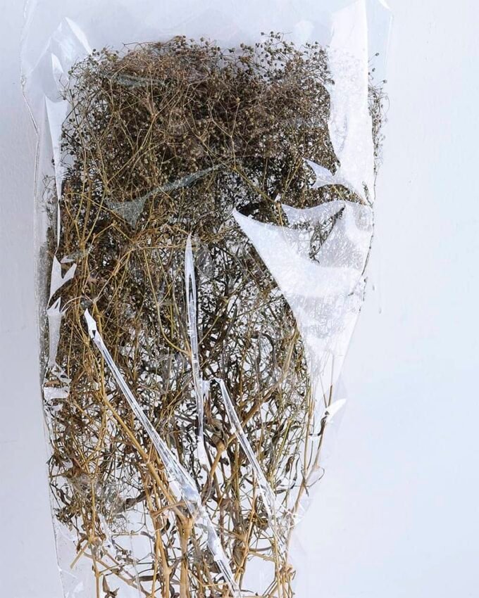 Dried Flowers Babysbreath Bush GS-56619043