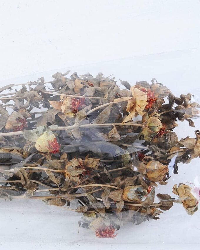 Dried Flowers 20*80CM CARTHAMUS TINCTORIUS 70g GS-56619031