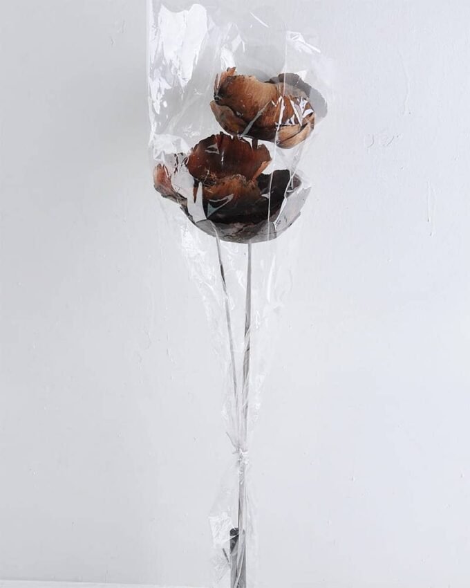 Dried Flowers 18*55CM Coconut bush*3 GS-56619030