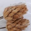 Dried Flowers 12*60CM DATURA STRAMONIUM BUSH*3 GS-56619017