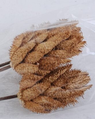 Dried Flowers 12*60CM DATURA STRAMONIUM BUSH*3 GS-56619017