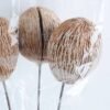 Dried Flowers 15*55cm Dried  ball bush*3 GS-56619028