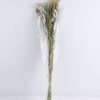 Dried Flowers Grass GS-56619046