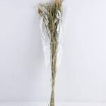 Dried Flowers Grass GS-56619046