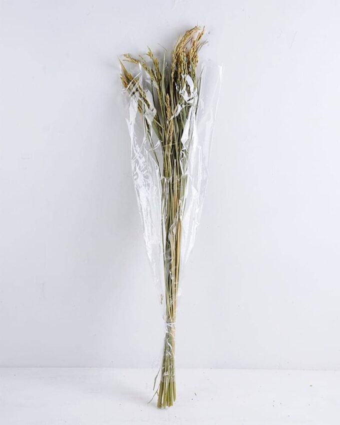 Dried Flowers Grass GS-56619046