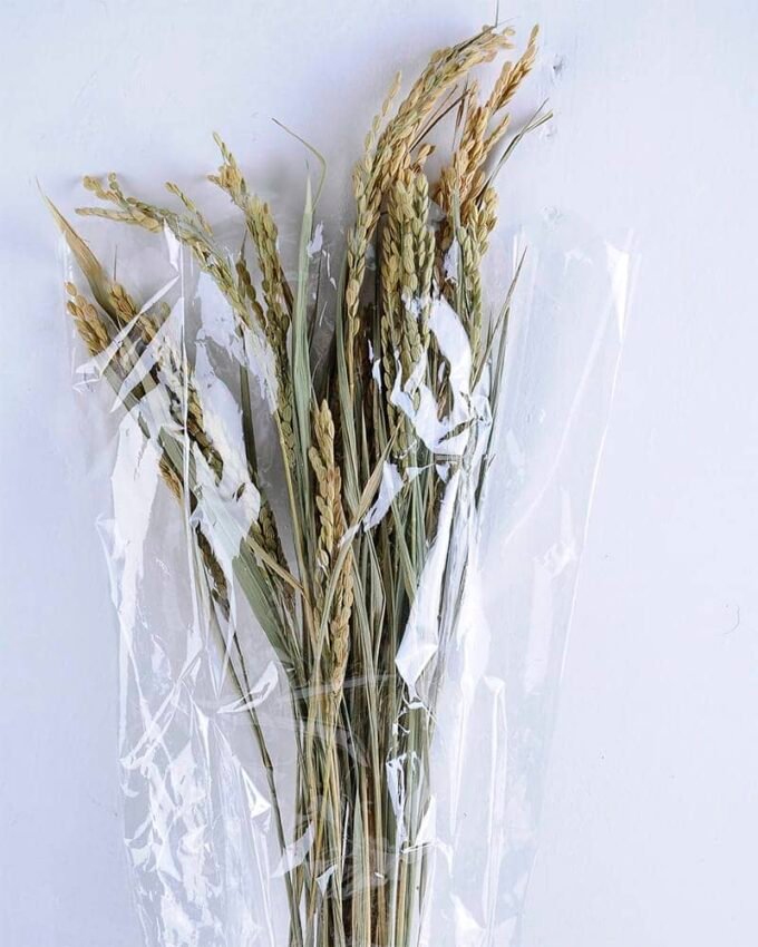 Dried Flowers Grass GS-56619046