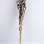 Dried Flowers Grass GS-56619050