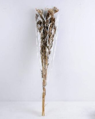 Dried Flowers Grass GS-56619050