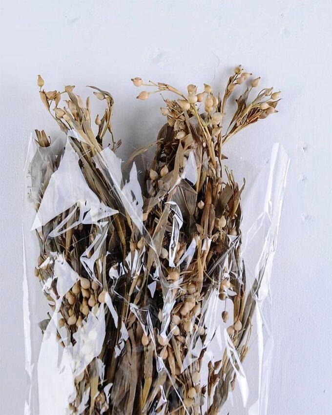 Dried Flowers Grass GS-56619050