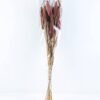 Dried Flowers 15*70CM PENNISETUM ALOPECUROIDES 70g GS-56619020-R2