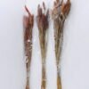 Dried Flowers 15*70CM PENNISETUM ALOPECUROIDES 70g GS-56619020-R2