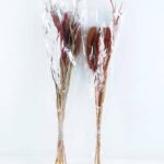 Dried Flowers 15*70CM PENNISETUM ALOPECUROIDES 70g GS-56619020
