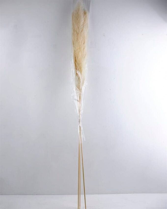 Dried Flowers 24*157CM Reed*3 GS-56619057