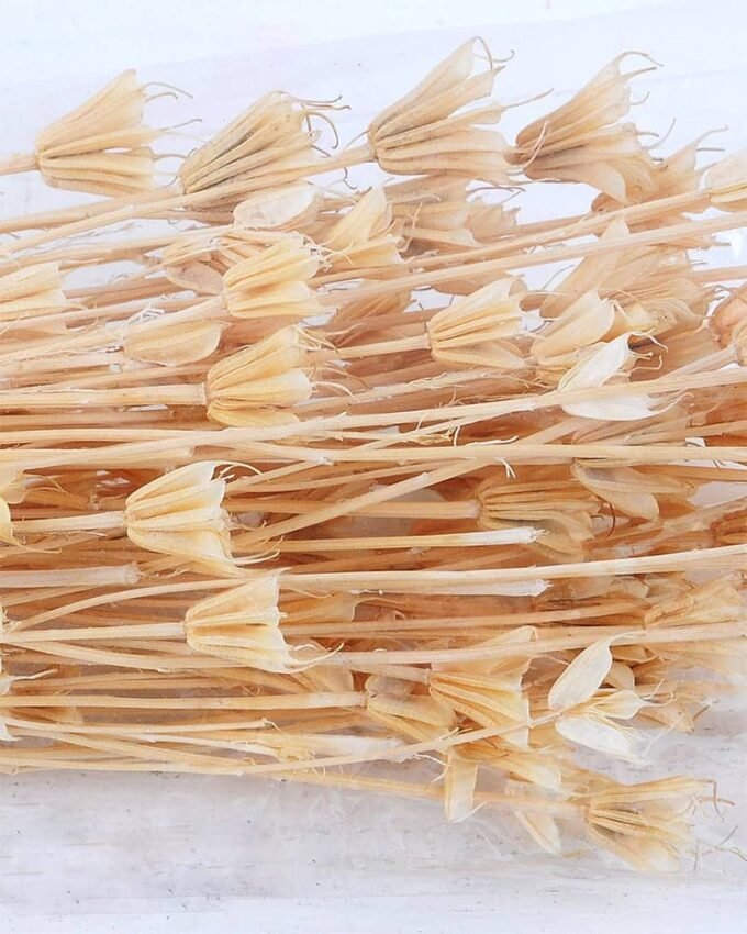 Dried Flowers 13*68CM SORBARIA SORBIFOLIA GS-56619041