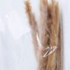 Dried Flowers Singel Reed GS-56619048