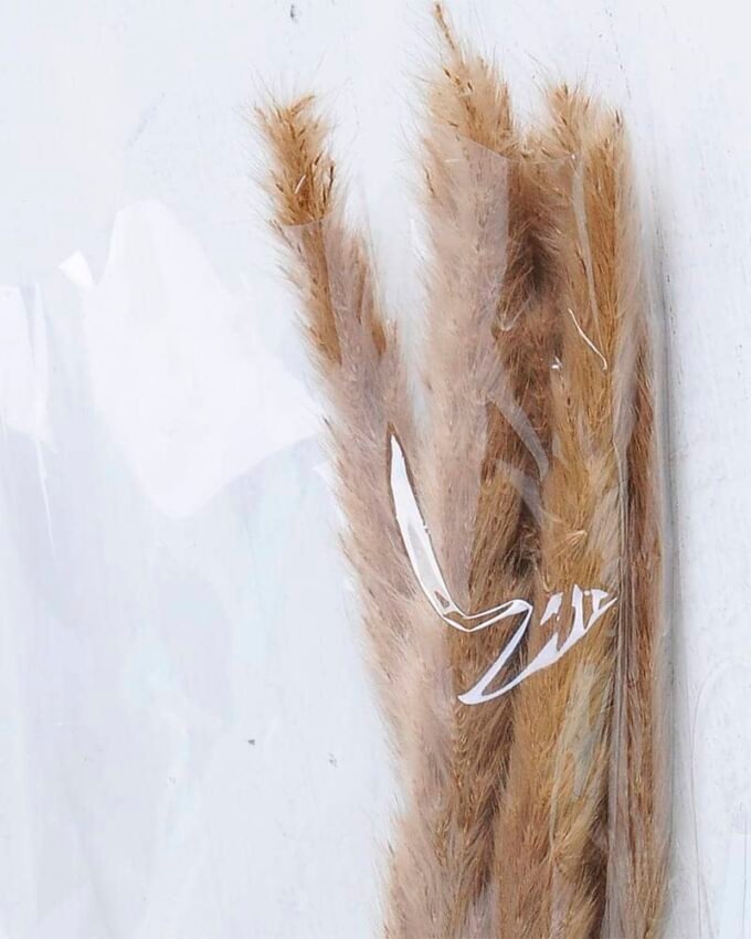 Dried Flowers Singel Reed GS-56619048