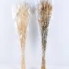 Dried Flowers 18*76CM The rabbit tail grass 50g GS-56619010