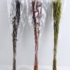 Dried Flowers 10*70CM avena fatua 70g GS-56619024