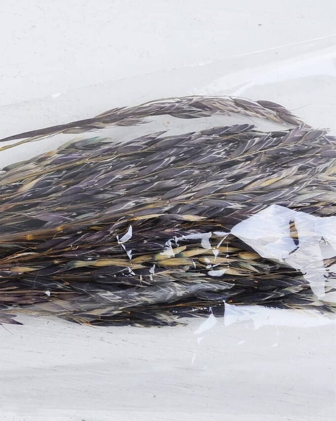 Dried Flowers 10*70CM avena fatua 70g GS-56619024