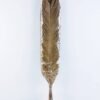 Dried Flowers 17*100CM cycas revoluta bush*5 GS-56619004