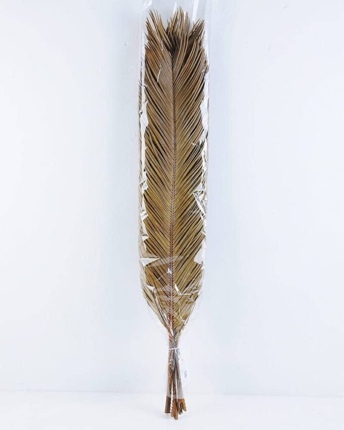 Dried Flowers 17*100CM cycas revoluta bush*5 GS-56619004