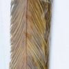 Dried Flowers 17*100CM cycas revoluta bush*5 GS-56619004