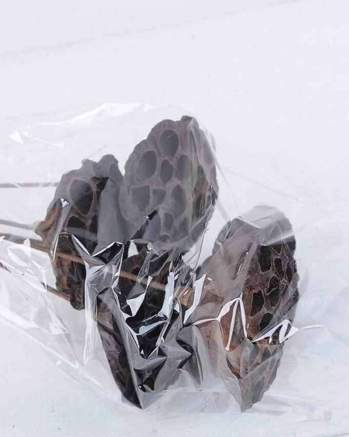 Dried Flowers 20*54CM elumbo mucifera bush*5 GS-56619014 1 Dried Flowers 20*54CM elumbo mucifera bush*5 GS-56619014